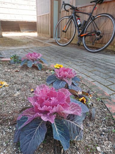 目的地は適当。
R42から茶倉への道がまだ走ったことがなかったので散歩しにいくことにする。

綺麗なお花が結構咲いてた。

昨日、飲みすぎてよく尿がでる。