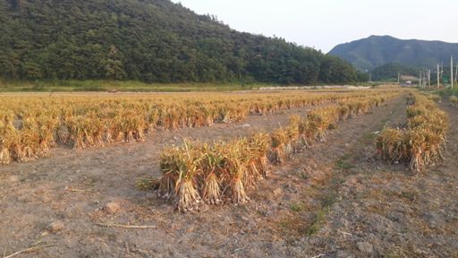 마늘 수확이 한창인 의성군