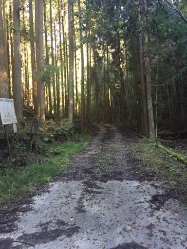 これはまだ勾配マシな方で、熊が出そうな雰囲気で怖かった…