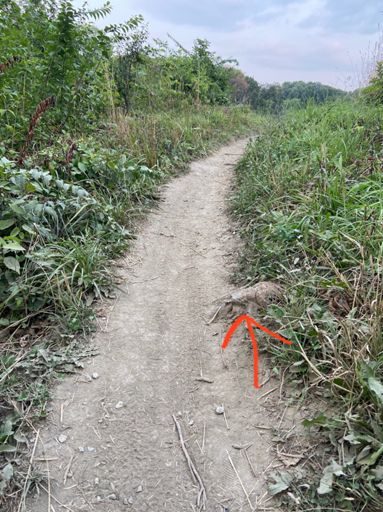 Pedal strike on that is what destroyed my shoulder. End of campground trail.