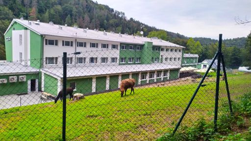 Llamas. 🦙🦙🦙