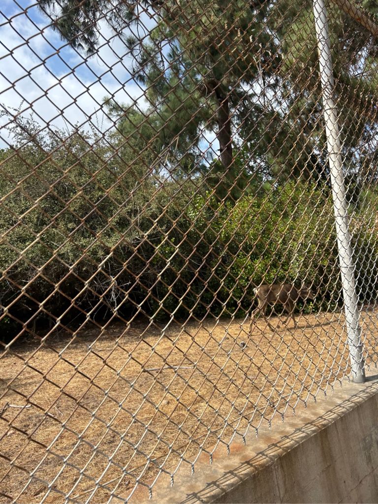 NBB run - Lake Hollywood: фото 148