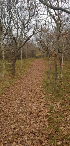 Offroad im Wäldchen