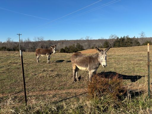 The Donkeys don't mind the cold :)