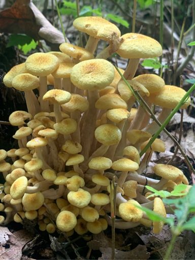 Look like they were underwater.