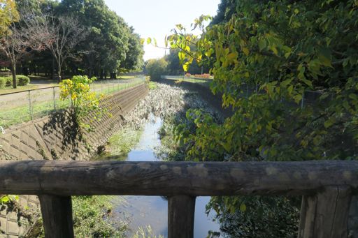 泉の森　引地川