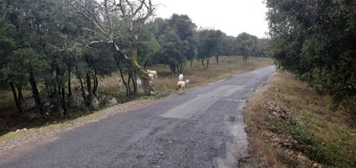 Les brebis égarées...