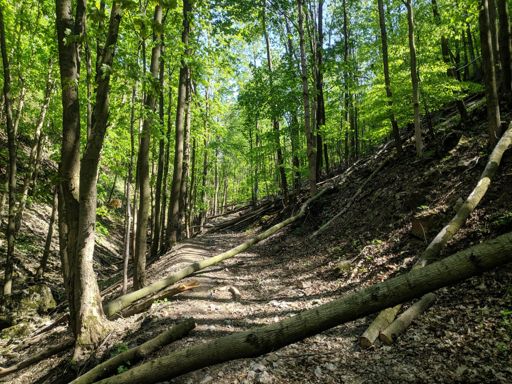 Brutál zapadaná lesná cesta z Plaveckého podhradia do sedla Uhliská. Sranda, že len 1. polovica, 2. krásne čistá vyjazdená stopa