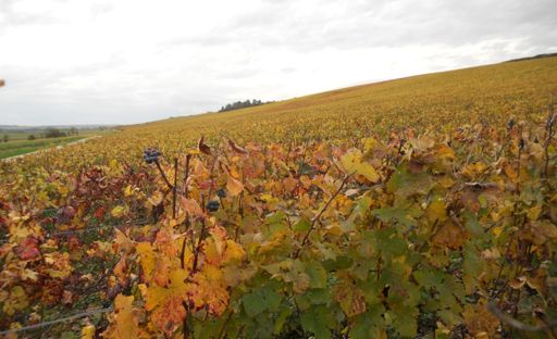 vignes aux couleurs d'automne
