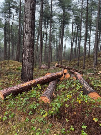 Had to try out a few first before I found the right one 🎄