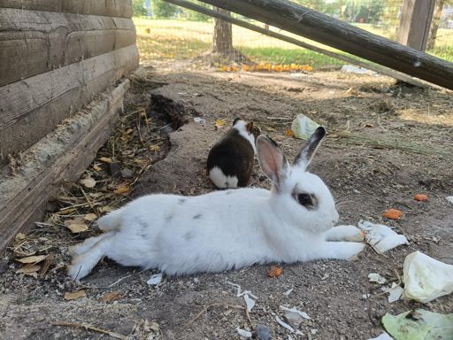 Зайчишка зайка серенький