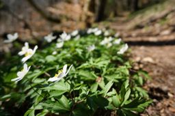 Basse-sur-le-Rupt
Rando avec phases footing