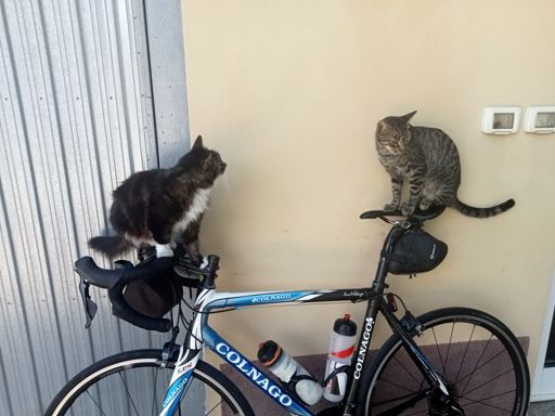 A giro finito, Foxy e Trip, affascinanti gatti di strada