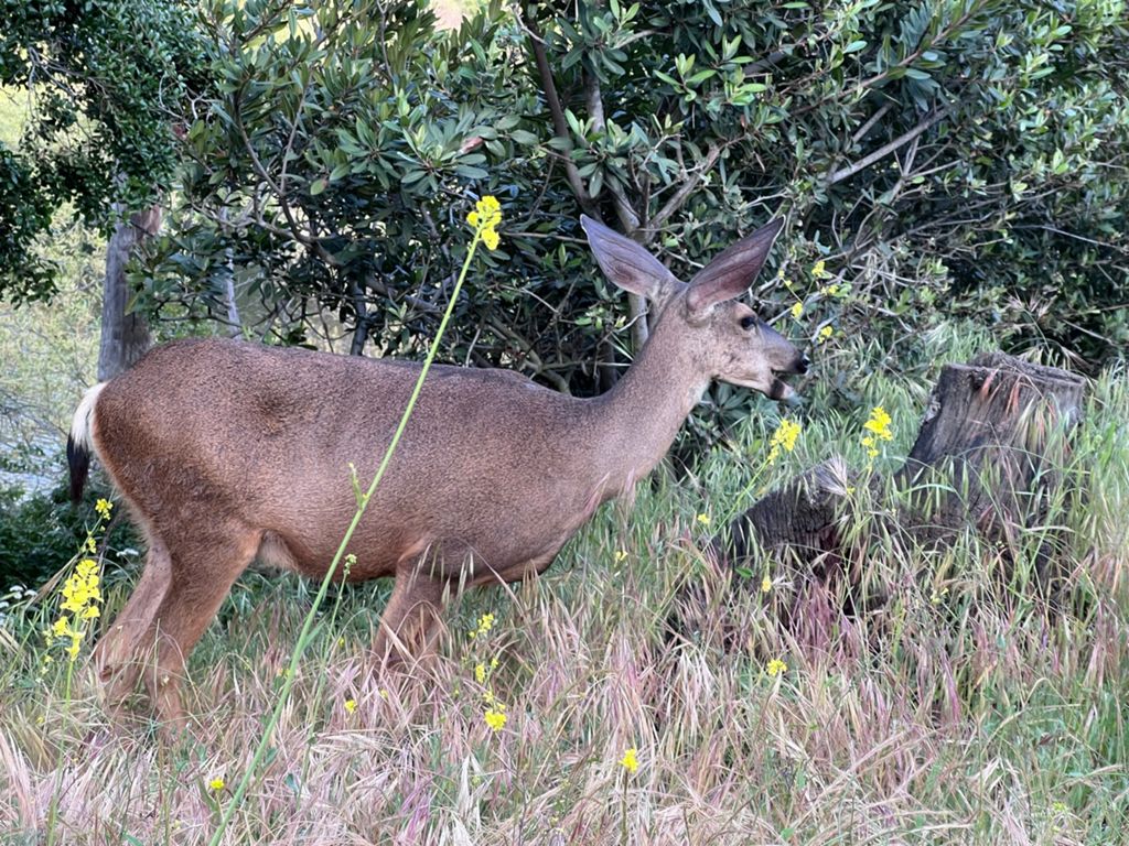 NBB run - Lake Hollywood photo 35