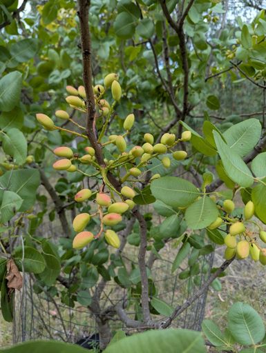 Pistachios