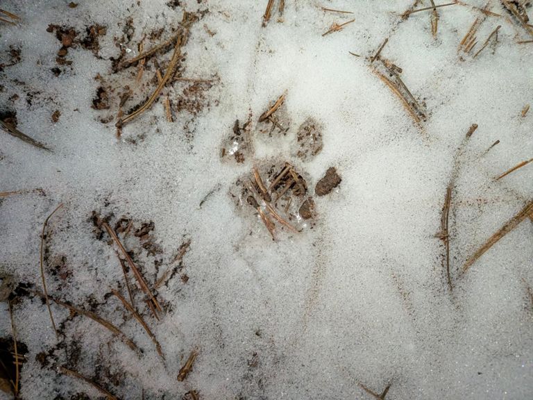 Large, fresh mountain lion track on trail