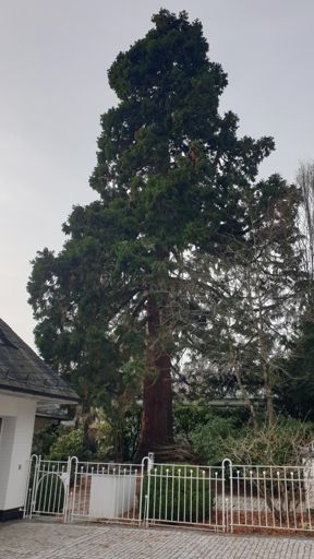 Koenigstein im Taunus ID22924 BM Parkstr 26