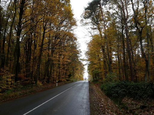 Auch bei Regen schön - der Herbstwald