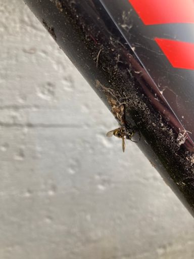 War ich wohl doch etwas schnell... Geschieht der Wespe  das recht!? 🤔