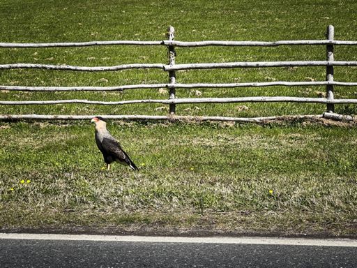 Southern Crested Caracara