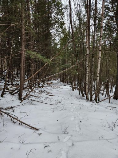 I figured this trail was still there