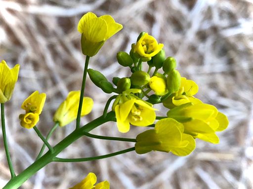 Bok Choi flowers