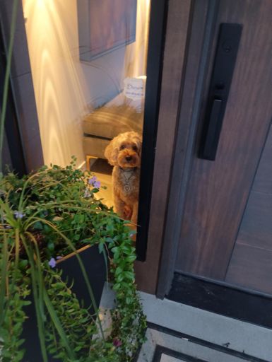 Hour4: a great welcome party when I finally got home.