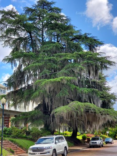 Just a cool ass tree.