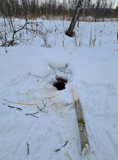 Бобровая нора.