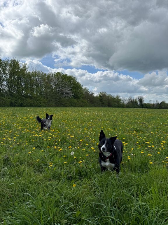 Lunch Dog Walk