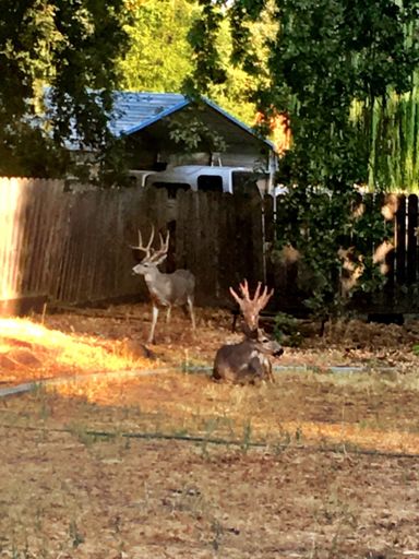 These not so young bucks have been in our back yard all day.