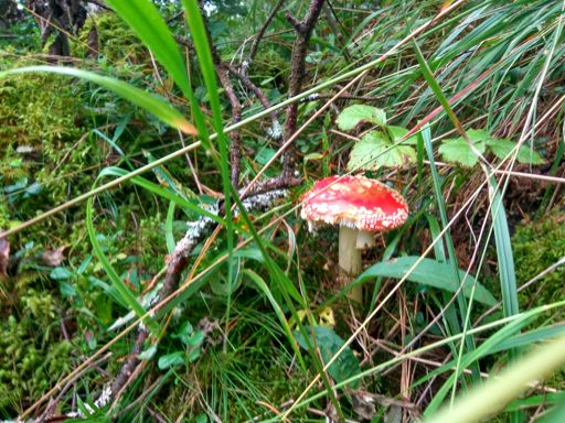 Грибов и ягод в лесу - тьма. Прям вдоль дороги растут, по которой едешь и на местах стоянок под ногами. Перестаешь обращать внимание