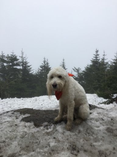 Sad panda bear right there! Actually he's a very happy dog, he really is!!