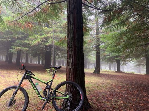 L bosque de secuoias rojas más grande de Europa