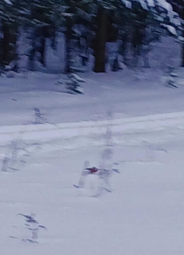 Снегирь на поле клюёт  полынь, не очень чётко ,близко не подпускают.