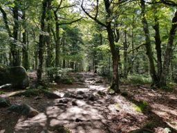 De belles couleurs sur les crêtes