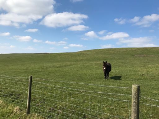 His mates call him Kong