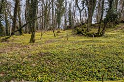 Landsberg eranthis hiemalis