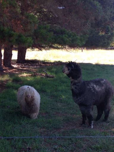 The one on the right is a llama. The one on the left....🤔?