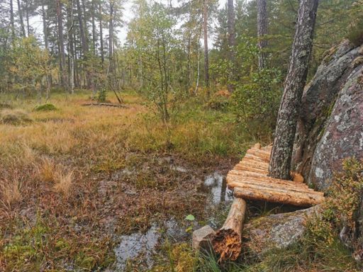 Knepig passage i kanten av en mosse. Stig in progress...
