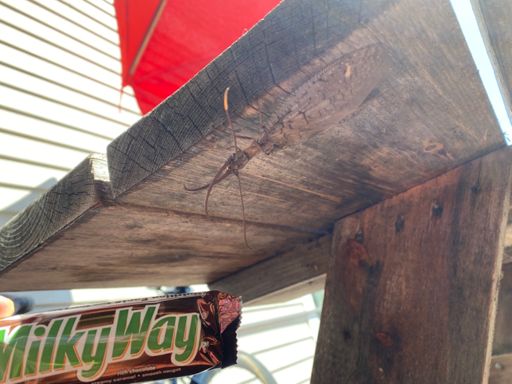 Anyone know what kinda insect this is? Milky way for scale