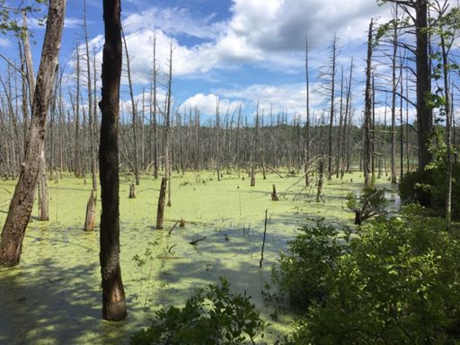 Green swamp