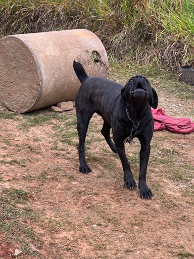 Cachorro amarrado no meio da estrada pra ninguém passar. Loucura do morador