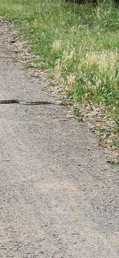 1.2m Tiger Snake crossing the trail
