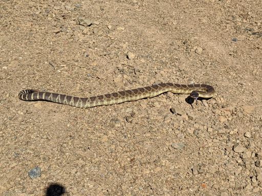 Rattler on Bear Mtn. Climb