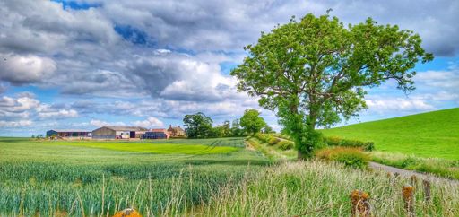 Mixed cropping of barley and wheat
