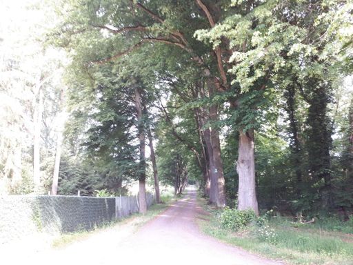 Lindenallee an der Moordammühle