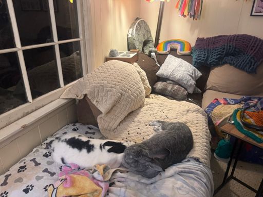 And last but not least, our fifteen pound giants. Dobby (left) is a checkered giant. Sylvie (right) is a Chinchilla Giant rabbit, which is a cross between American Chincilla rabbits and Flemish Giants. Our last giant was Gwennie, also a Chincilla giant, but inherited much more from the Flemish Giant genes. All of our rabbits are rescues ... Gwennie was left in a box with a note at the entrance of a local pet store overnight. Sylvie was rescued from a humane society in Mississippi (confiscated by the humane society because of hoarding situation). Dobby (originally named Little D by the older couple who found him on their sunporch when he was a baby, maybe 2 months)? He's the youngest rabbit we've had as we usually get them older, he was so small when we first adopted him. Now he weighs about 15 pounds.