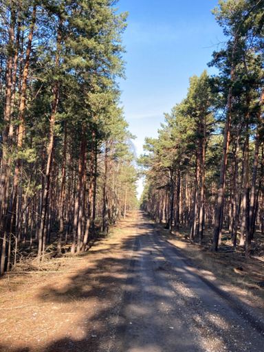 Das war noch der gute Teil des Forstwegs durch den Wald. Später wurde es lehmig und matschig.