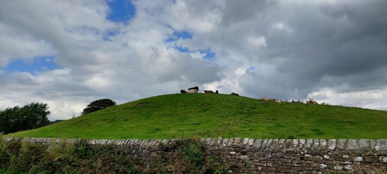 Cows on hillside just past the church